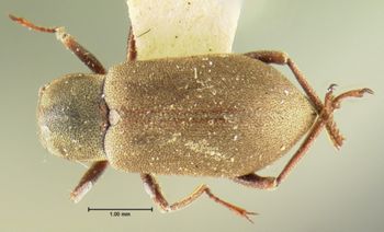 Media type: image;   Entomology 2271 Aspect: habitus dorsal view